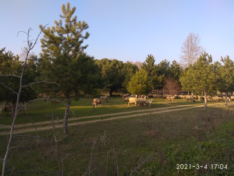 Αν. Μακεδονία – Θράκη: Πιο ακριβά από πέρσι πωλούν τα αμνοερίφιά τους οι κτηνοτρόφοι – Περιορίστηκαν οι εισαγωγές από εξωτερικό