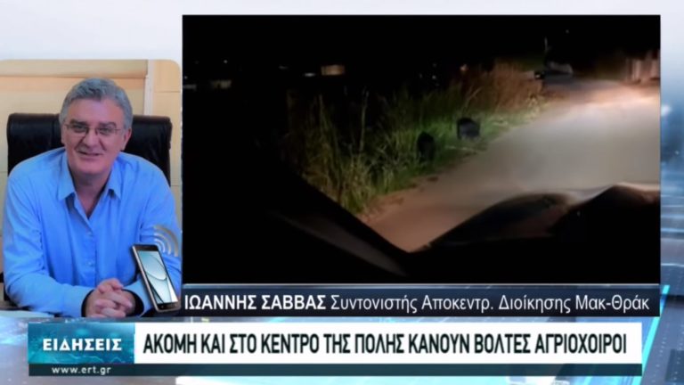Ανενόχλητα τα αγριογούρουνα στους δρόμους της Θεσσαλονίκης
