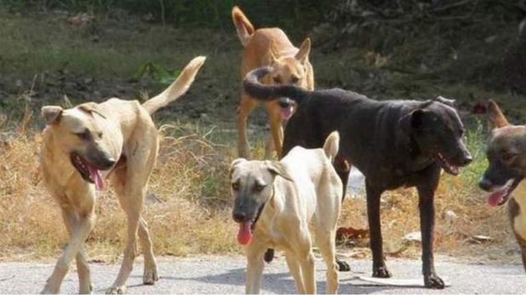 Άγνωστοι δηλητηρίασαν τέσσερα σκυλιά στον Αλμυρό
