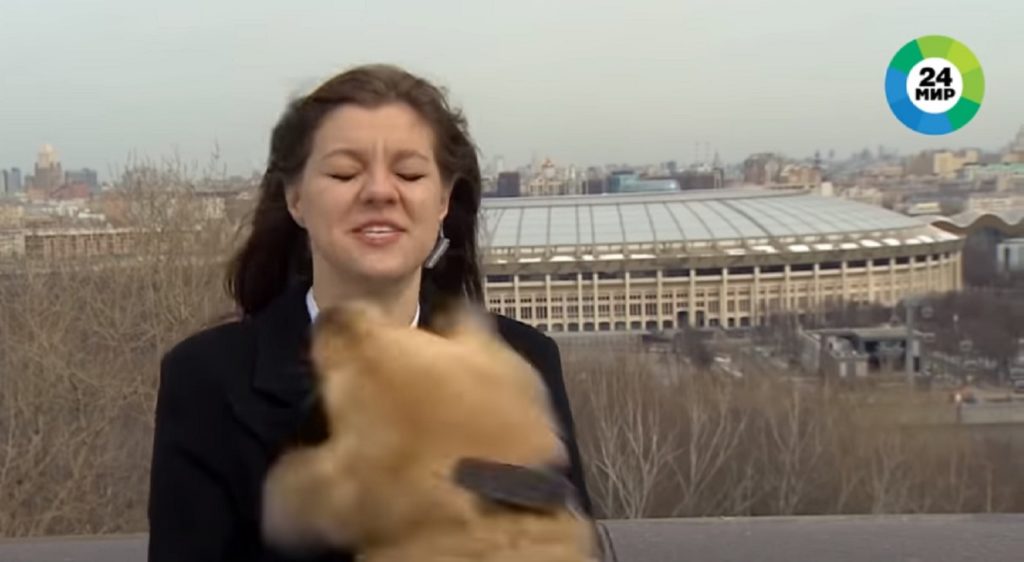 Ρωσία: Σκύλος Γκόλντεν Ριτρίβερ «κλέβει» το μικρόφωνο μιας ρεπόρτερ