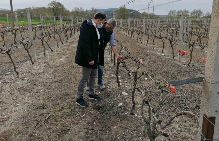 Σε καλλιέργειες που επλήγησαν από παγετό στο Δήμο Αμφίπολης ο Τ. Χατζηβασιλείου