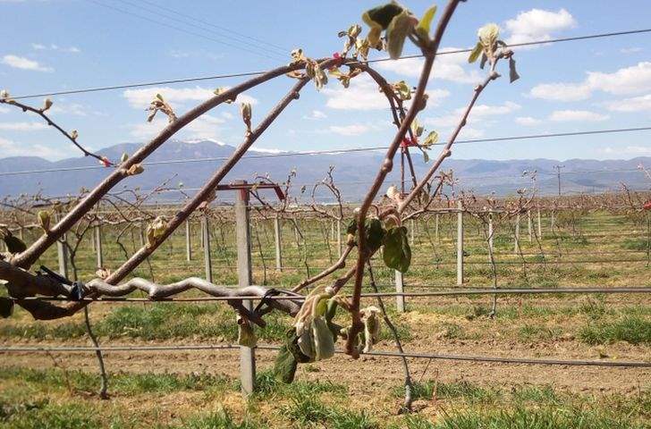 Την άμεση αποτίμηση των ζημιών στις καλλιέργειες της περιοχής ζητά ο δήμαρχος Νάουσας