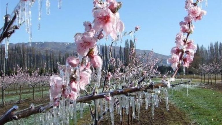 Εορδαία: Πάγωσαν καλλιέργειες κερασιών και μήλων
