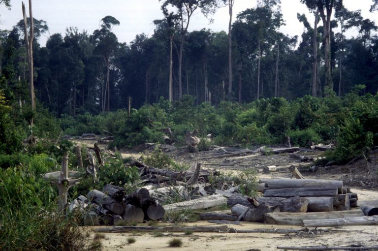 Global Forest Watch: Μεγάλη αύξηση της καταστροφής των τροπικών δασών το 2020