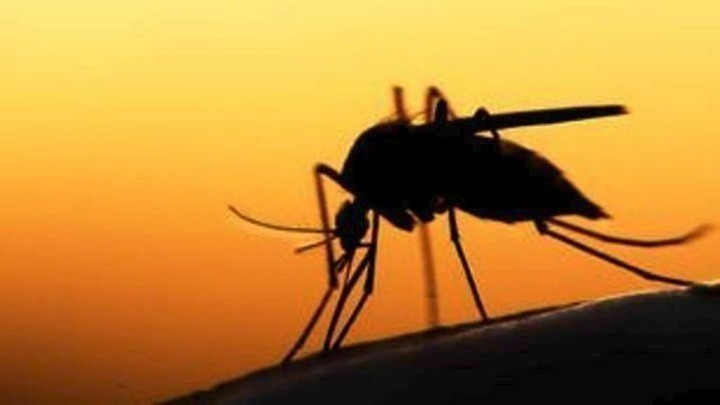 Π.Κ.Μ: Νωρίτερα ξεκινάει το πρόγραμμα καταπολέμησης των κουνουπιών