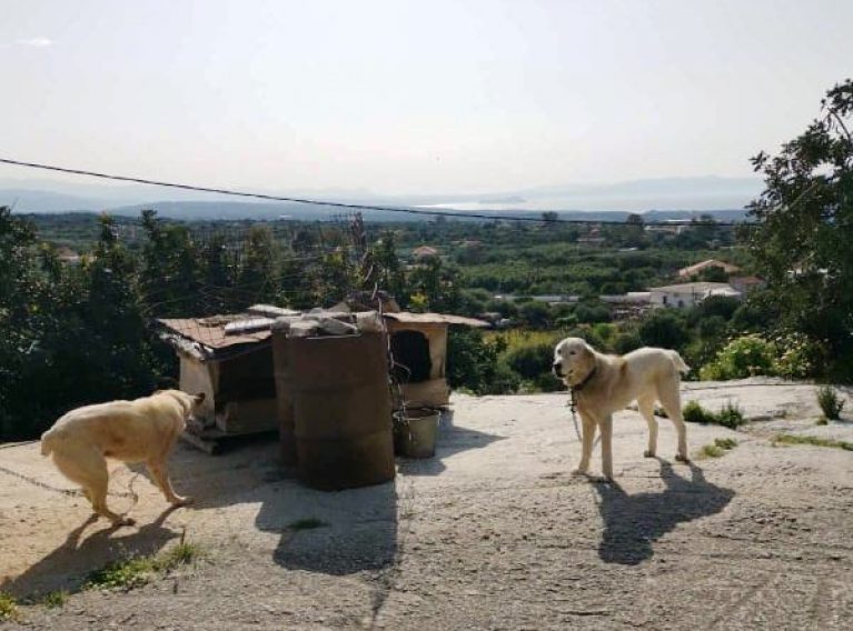 Χανιά: Σύλληψη για κακοποίηση ζώων στο Χορδάκι Ακρωτηρίου