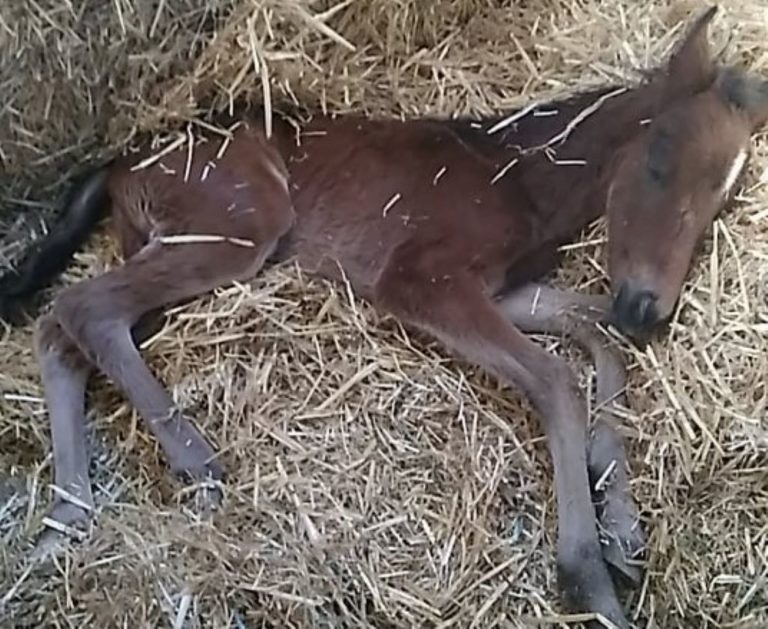Δεν τα κατάφερε το νεογέννητο αλογάκι που βρέθηκε δίπλα σε κάδο σκουπιδιών