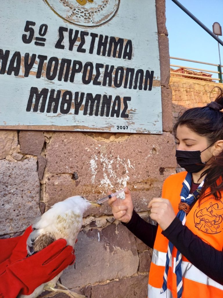 Λέσβος: Διάσωση ασημόγλαρου από την Προσκοπική Ομάδα Διάσωσης Άγριας Ζωής