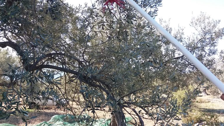 Επαναφορά αιτήματος για πρόσθετη ενίσχυση δακοκτονίας στην Περιφέρεια Πελοποννήσου