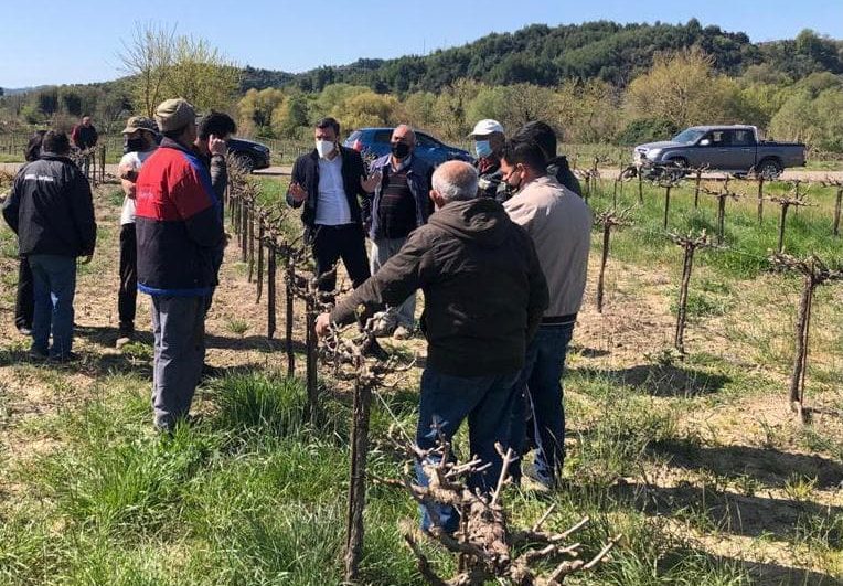 Αυτοψία Α. Νικολακόπουλου για τις μεγάλες ζημιές του παγετού στην Ηλεία