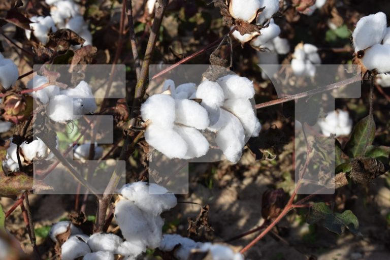 Ροδόπη: Στα 85-90 λεπτά το κιλό κυμαίνεται η τιμή του σύσπορου βαμβακιού για φέτος
