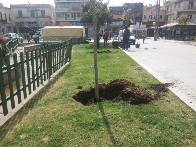 Δενδροφυτεύσεις στην Πλατεία Πετρινού της Τρίπολης