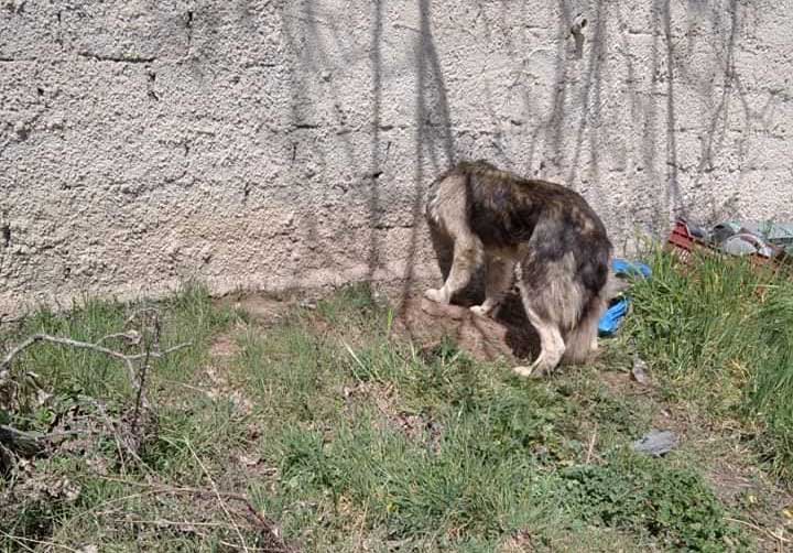 Καστοριά: Σκύλος σφηνώθηκε σε μαντρότοιχο – Απεγκλωβίστηκε με τη βοήθεια της Πυροσβεστικής (εικόνες)