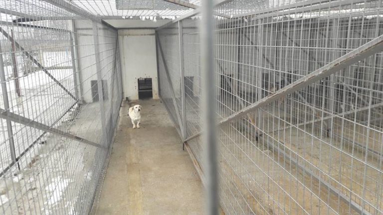 Χανιά: Συνεχίζονται οι αντιδράσεις για το κυνοκομείο στο Καμπάνι Ακρωτηρίου