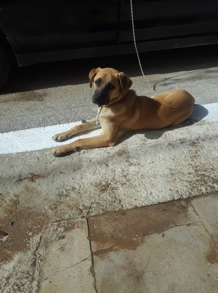 Καταγγελία πολίτη: Απάνθρωποι δηλητηρίασαν τα σκυλιά του στον Αποκόρωνα Χανίων