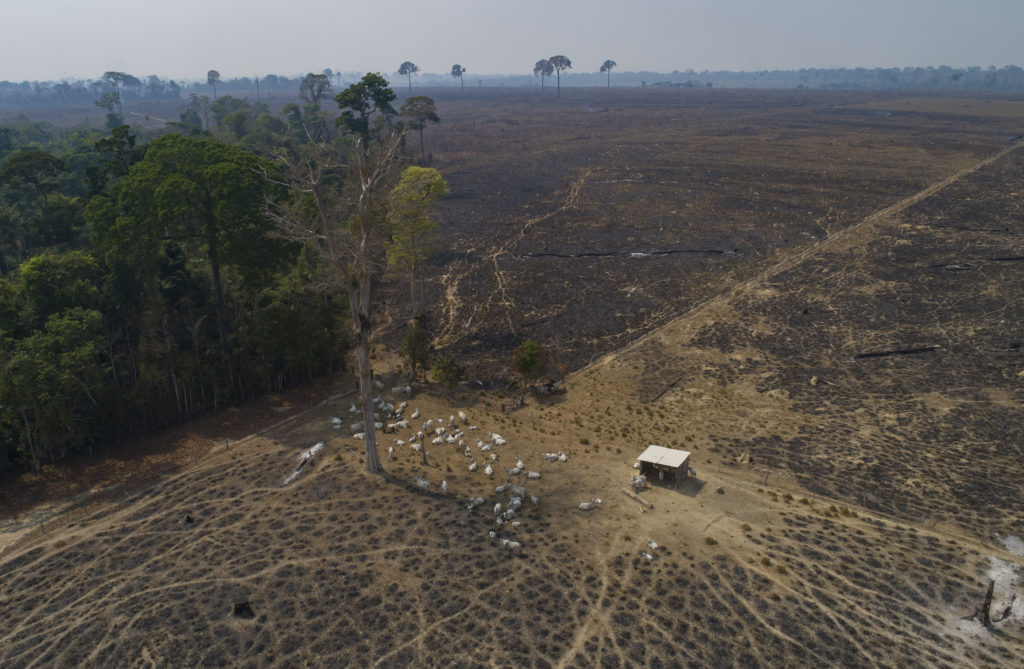 Έκθεση: Το 94% της αποψίλωσης του δάσους του Αμαζονίου γίνεται παράνομα