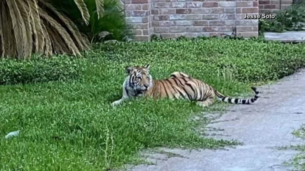 ΗΠΑ: Οι αρχές αναζητούν έναν τίγρη που περιπλανιόταν στους δρόμους του Χιούστον