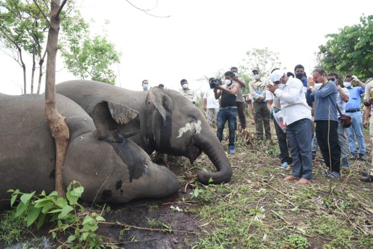 Ινδία: 18 ελέφαντες βρέθηκαν νεκροί από κεραυνούς