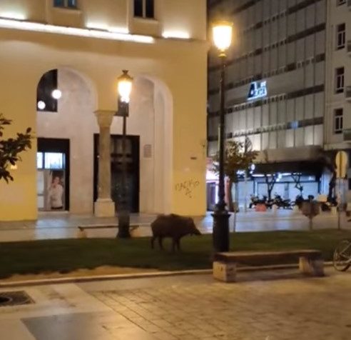 Αγριογούρουνο κάνει βόλτες… στην πλατεία Αριστοτέλους!