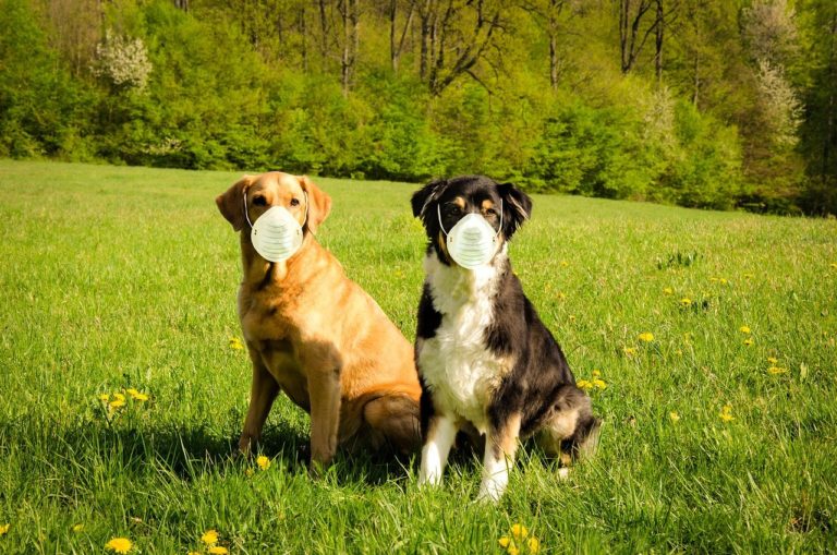 Κορονοϊός σκύλων ίσως ευθύνεται για παλιές πνευμονίες – Ασαφές αν είναι παθογόνος