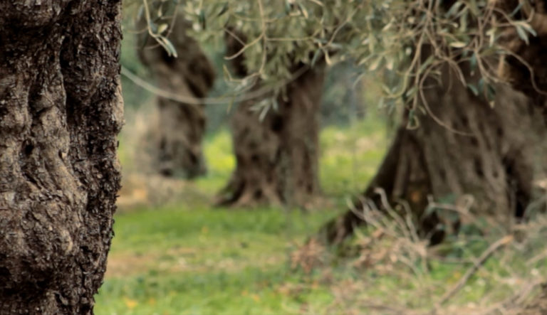 Συλλήψεις για καταστροφή ελαιώνα στον Άγιο Γόδριο Κέρκυρας