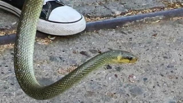 Παρενέβησαν πυροσβέστες για να απομακρύνουν φίδι στις Αλυκές