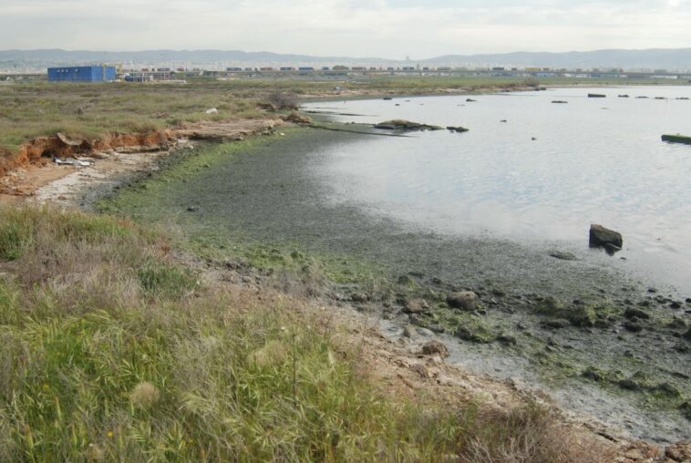 Σε αποσύνθεση φυκιών οφείλεται η ρύπανση στην θαλάσσια περιοχή Καλοχωρίου