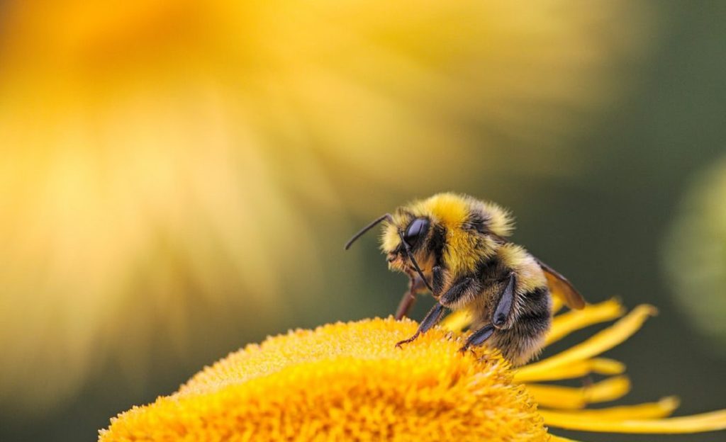 Ολλανδοί ερευνητές έχουν εκπαιδεύσει μέλισσες να αναγνωρίζουν τον κορονοϊό