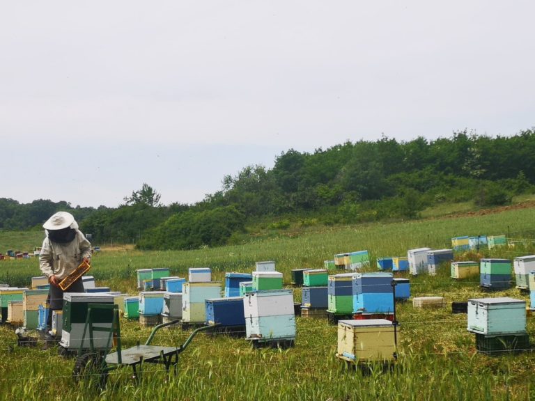 Καστοριά: Δωρεάν επιμόρφωση για μελισσοκόμους