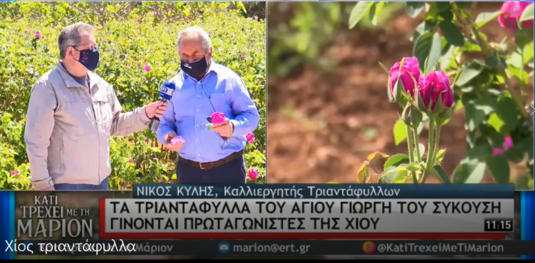 Χίος: Τριαντάφυλλα βιολογικής καλλιέργειας στον Άγιο Γεώργιο Συκούση (video)