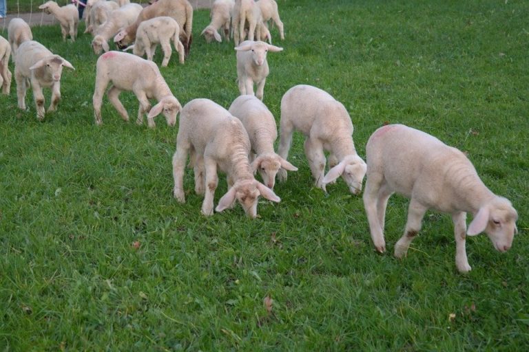 Θεσσαλονίκη: Ξινό τους βγήκε το… τζάμπα αρνάκι το Πάσχα