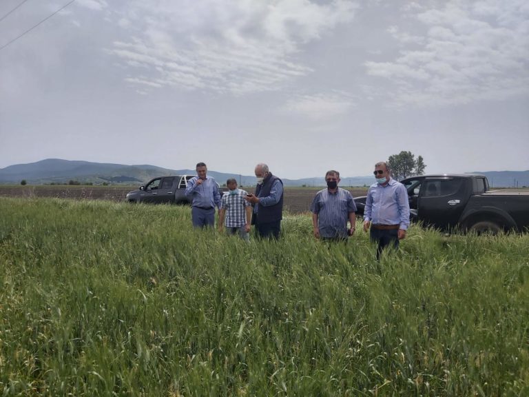 Καρδίτσα: Εκτεταμένες ζημιές σε καλλιέργειες σιτηρών στο Δήμο Σοφάδων