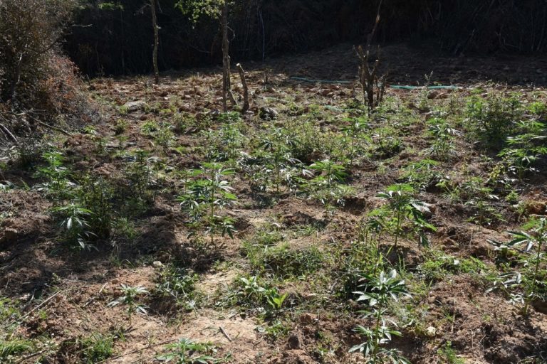 Κιλκίς: Εντοπίστηκε φυτεία με περισσότερα από 1.100 δενδρύλλια κάνναβης (φωτο & video)