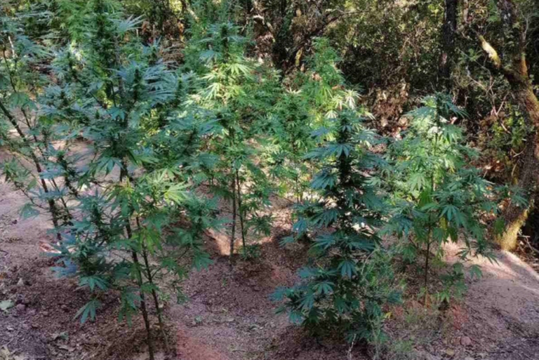 Κέρκυρα: Σύλληψη για καλλιέργεια δενδρυλλίων κάνναβης