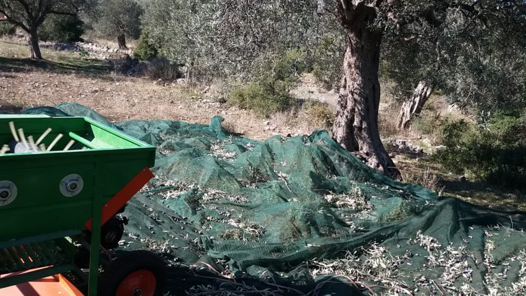 Πρόκληση ζημιάς στην καρπόδεση των ελαιοδένδρων στο δήμο Ερμιονίδας