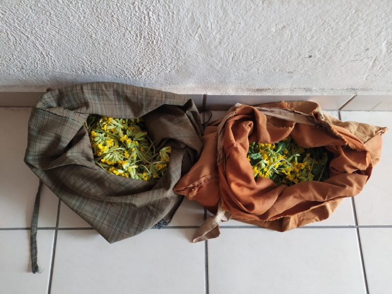 Σύλληψη δυο αλλοδαπών για παράνομη συλλογή αρωματικών φυτών στην Καστοριά