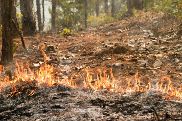 Κορινθία : Σε εξέλιξη φωτιά στο Ελληνοχώρι – Καίγεται δασική και γεωργική έκταση