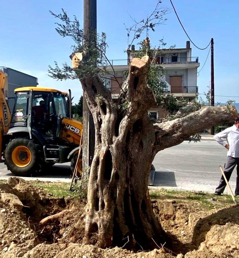 Δήμος Σερρών: Ελιά 400 ετών μεταφυτεύτηκε στην είσοδο του Λευκώνα