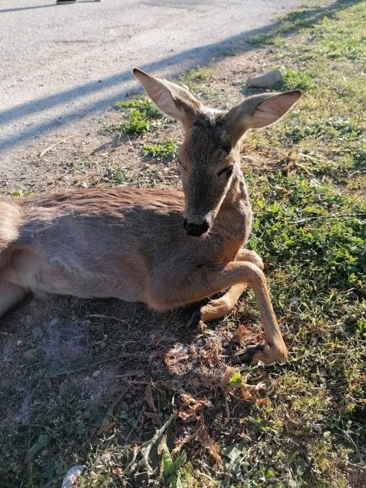 Τραυματισμένο ζαρκάδι βρέθηκε σε περιοχή της Καστοριάς