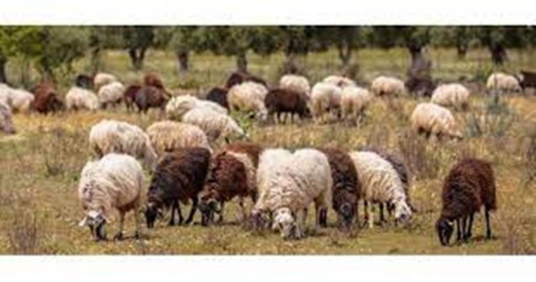 Σέρρες: Ανησυχία στους κτηνοτρόφους για τη συνδεδεμένη