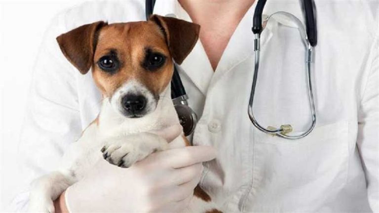 Ήπειρος: Απεργούν και οι κτηνίατροι για το νομοσχέδιο για τα “ζώα συντροφιάς”