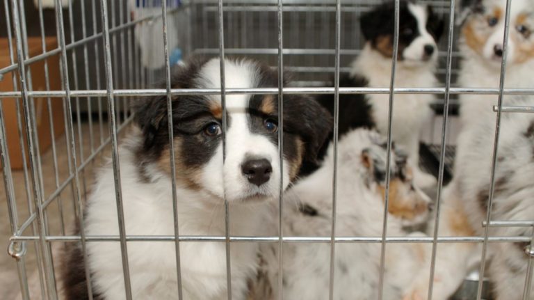 Δήμος Ηράκλειας: Εγκατάλειψη σκύλων από δημοτικό υπάλληλο