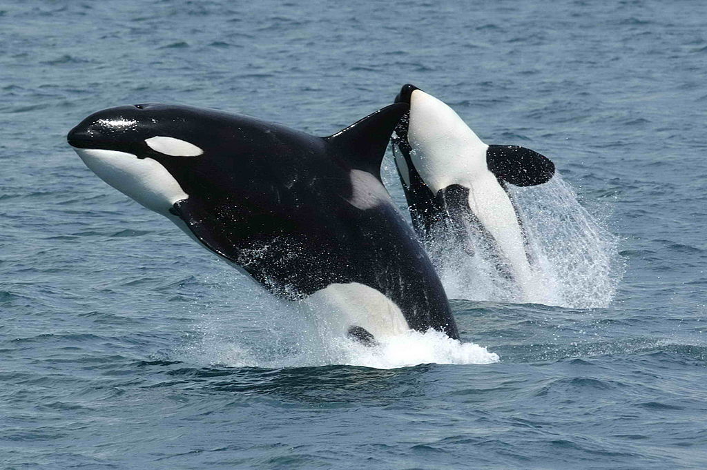 Βρετανικό πλήρωμα γιοτ δέχθηκε επίθεση από 30 φάλαινες δολοφόνους