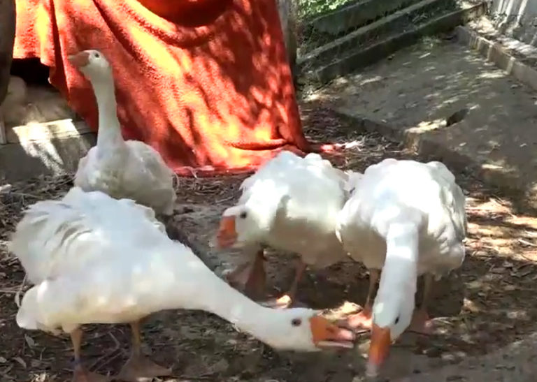 Εκτρέφει σπάνιες ράτσες πτηνών σε φάρμα στο Πήλιο (video)