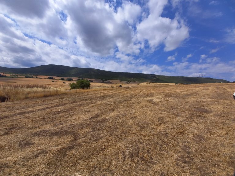 Άρχισαν τ’ αλώνια στον θεσσαλικό κάμπο