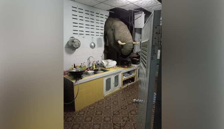Ταϊλάνδη: Πεινασμένος ελέφαντας έριξε τοίχο σπιτιού ψάχνοντας για τροφή – Τον βιντεοσκόπησε η ιδιοκτήτρια (video)
