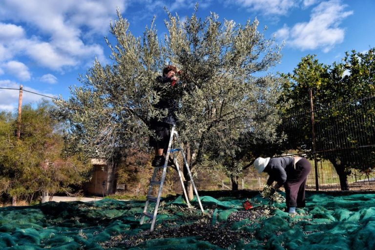 Οικονομική ενίσχυση των πληγέντων παραγωγών ζητά ο δήμαρχος Ν. Πηλίου