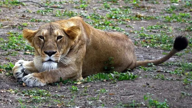 Ινδία: Λιονταρίνα πέθανε από την Covid-19 σε ζωολογικό κήπο – Ασυμπτωματικά πολλά ζώα