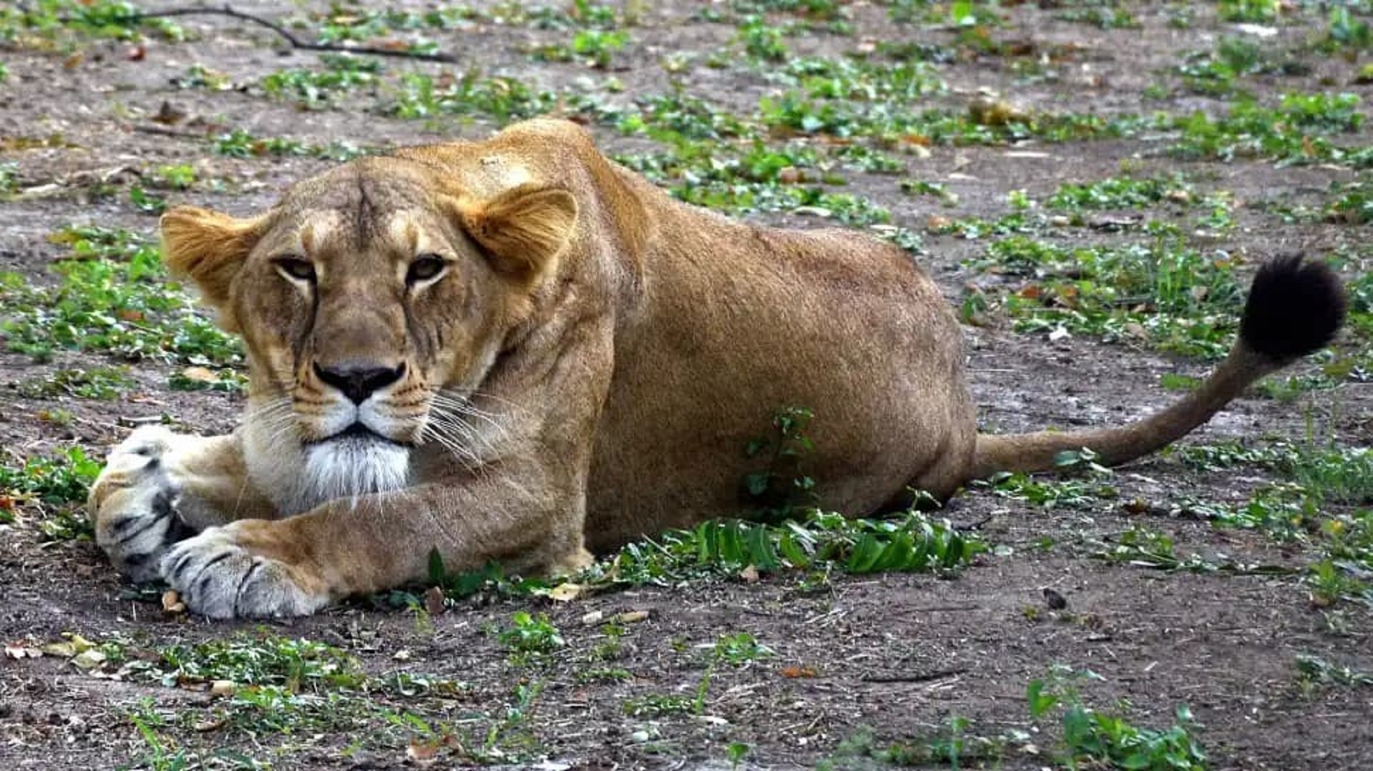 934104-lions-hyderabad-zoos