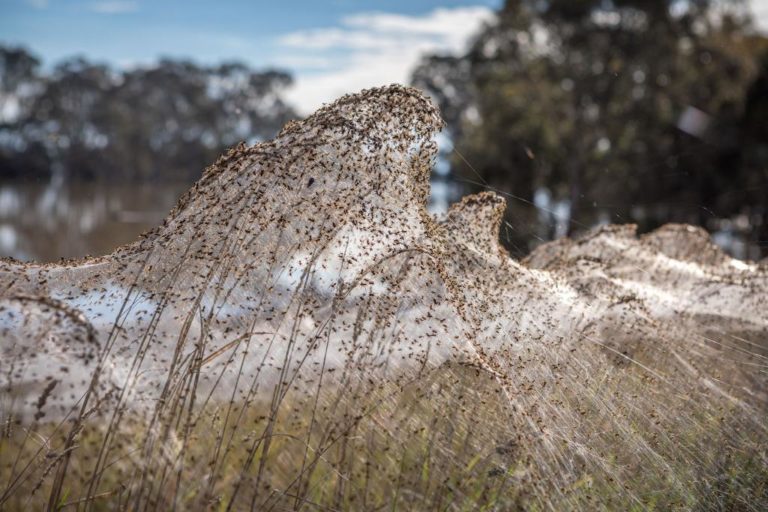 Ιστοί αράχνης σκέπασαν ολόκληρη περιοχή στην Αυστραλία